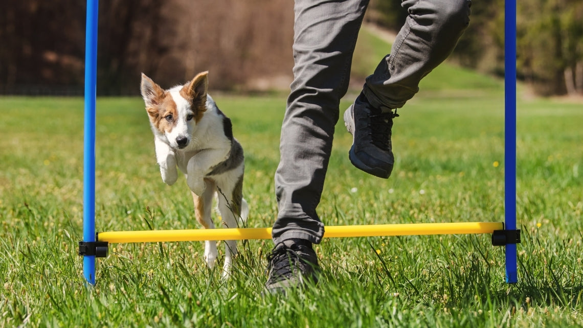 Complete agility set voor honden - 300 cm
