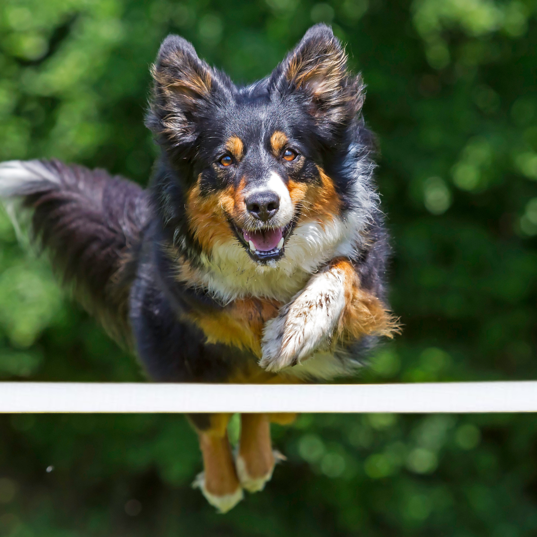 Horde set (2 stuks) - agility voor de hond