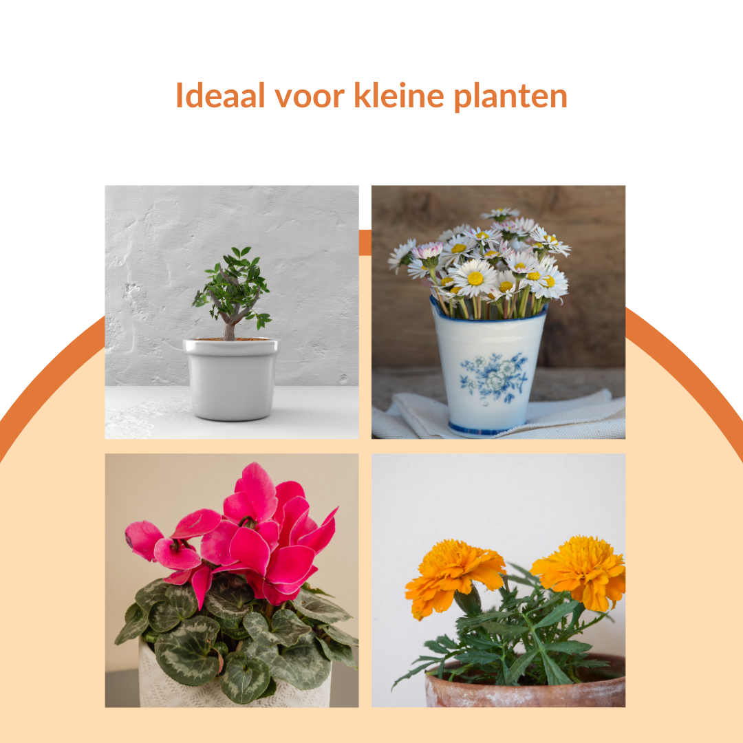 Groeilamp ringen - voor de bloei