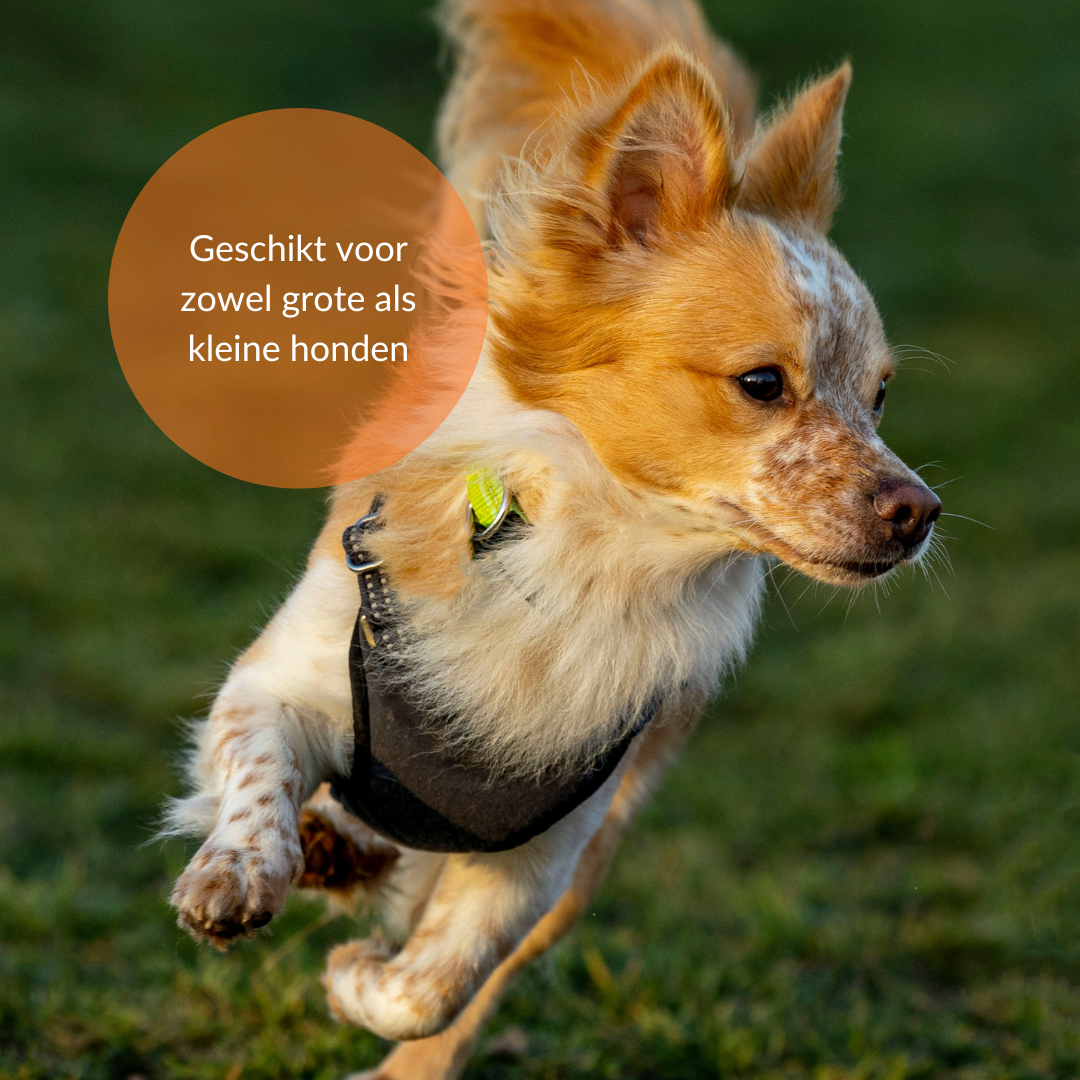 Horde set (2 stuks) - agility voor de hond