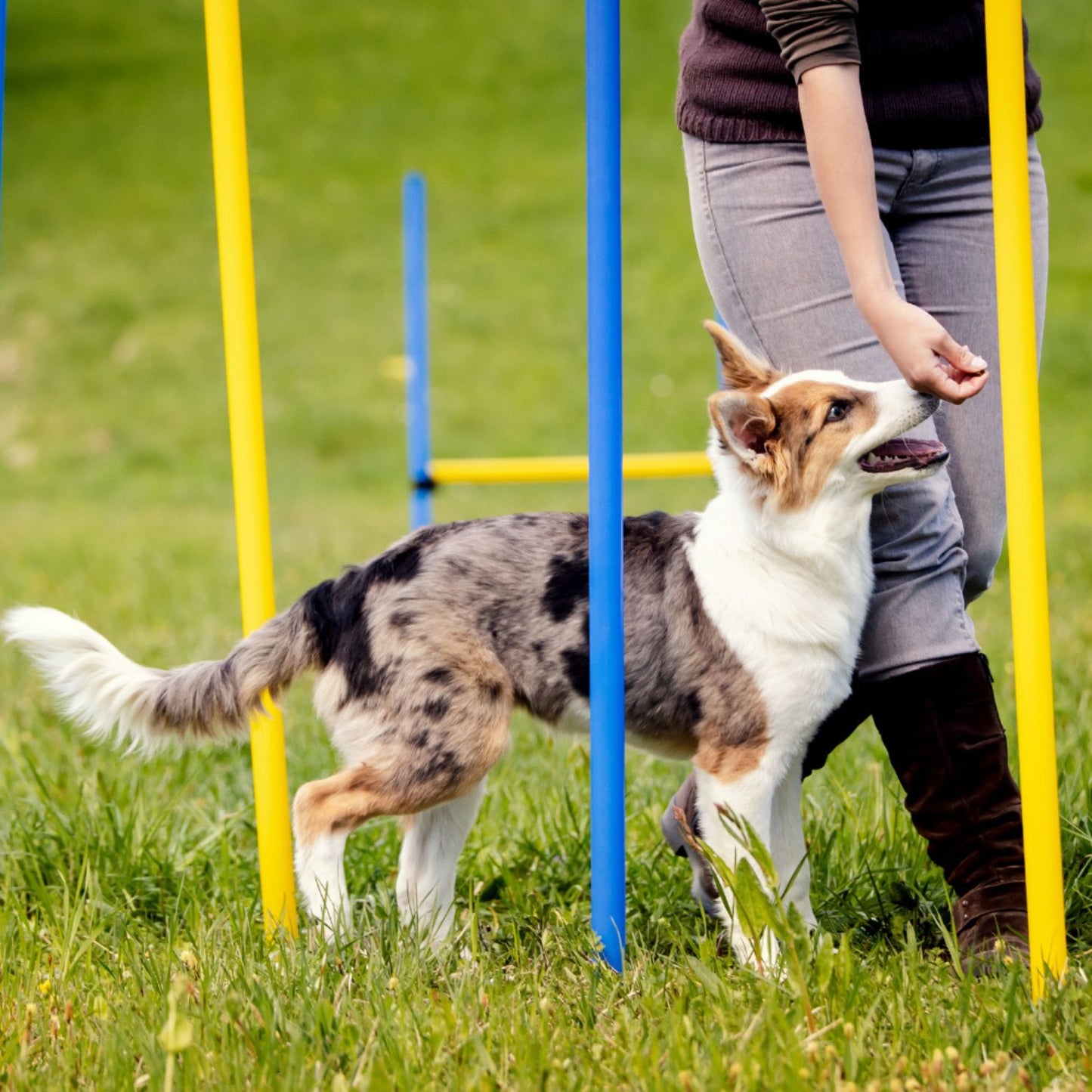 Complete agility set voor honden - 300 cm