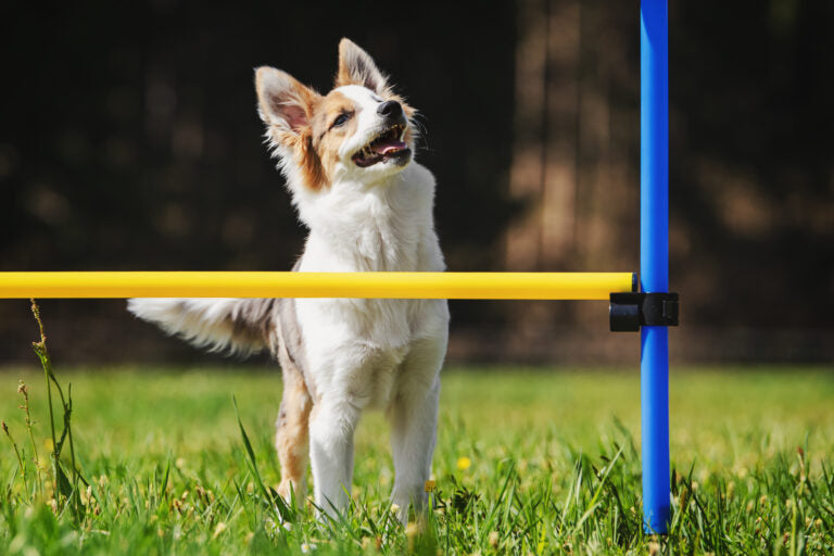 Complete agility set voor honden - 300 cm