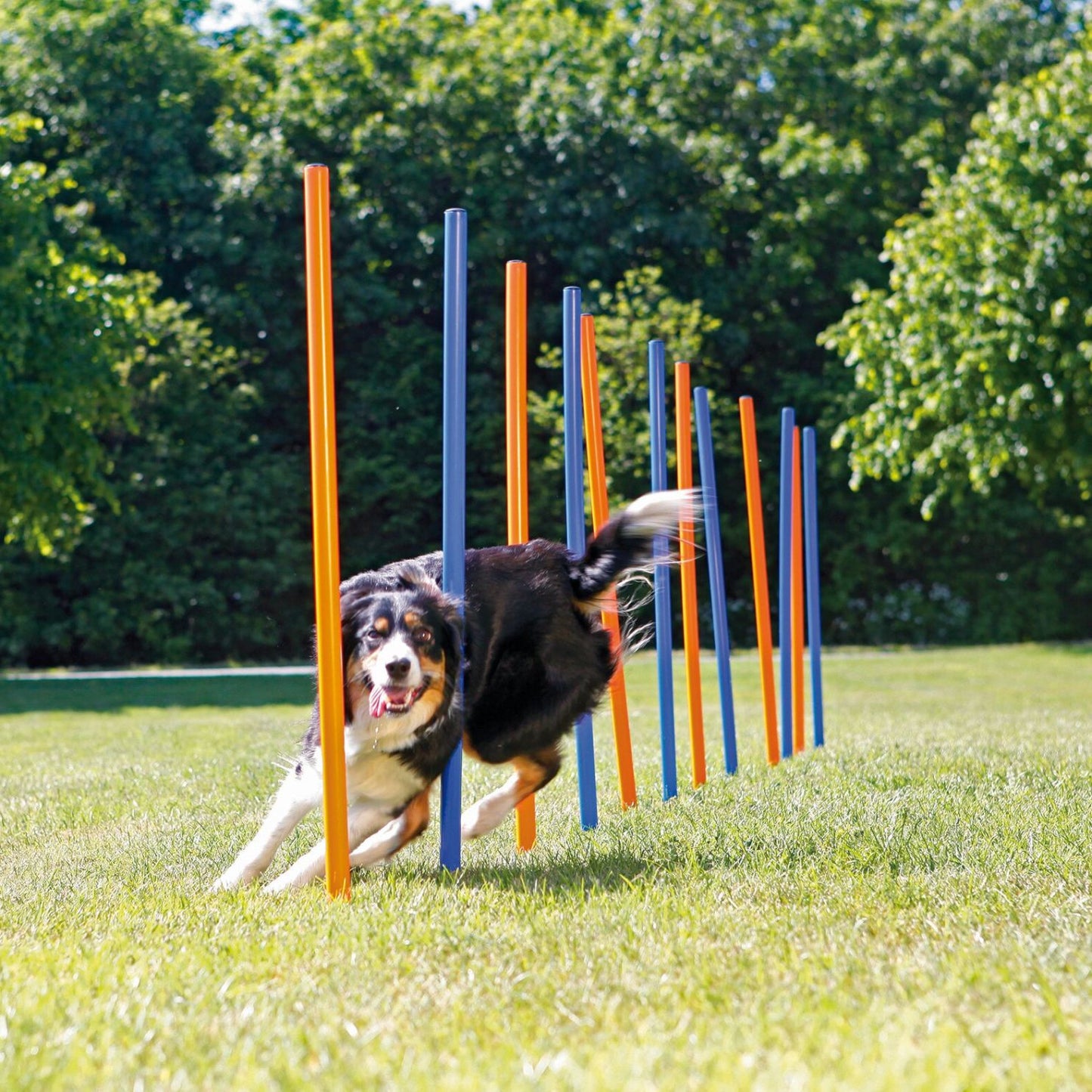 Agility voor de hond - slalomset (12-delig)