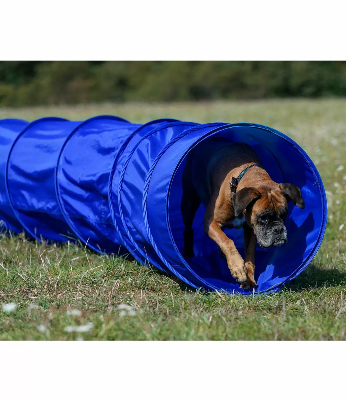 Agility voor de hond - tunnel 300 cm