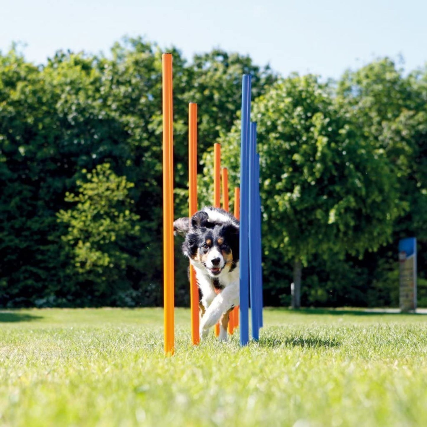 Agility voor de hond - slalomset (12-delig)