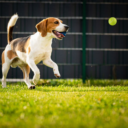 Automatische ballenwerper voor honden - honden speelgoed